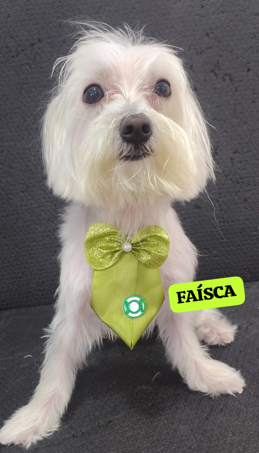 Foto do dia 13/03/2026 10:08  na clínica Animal House