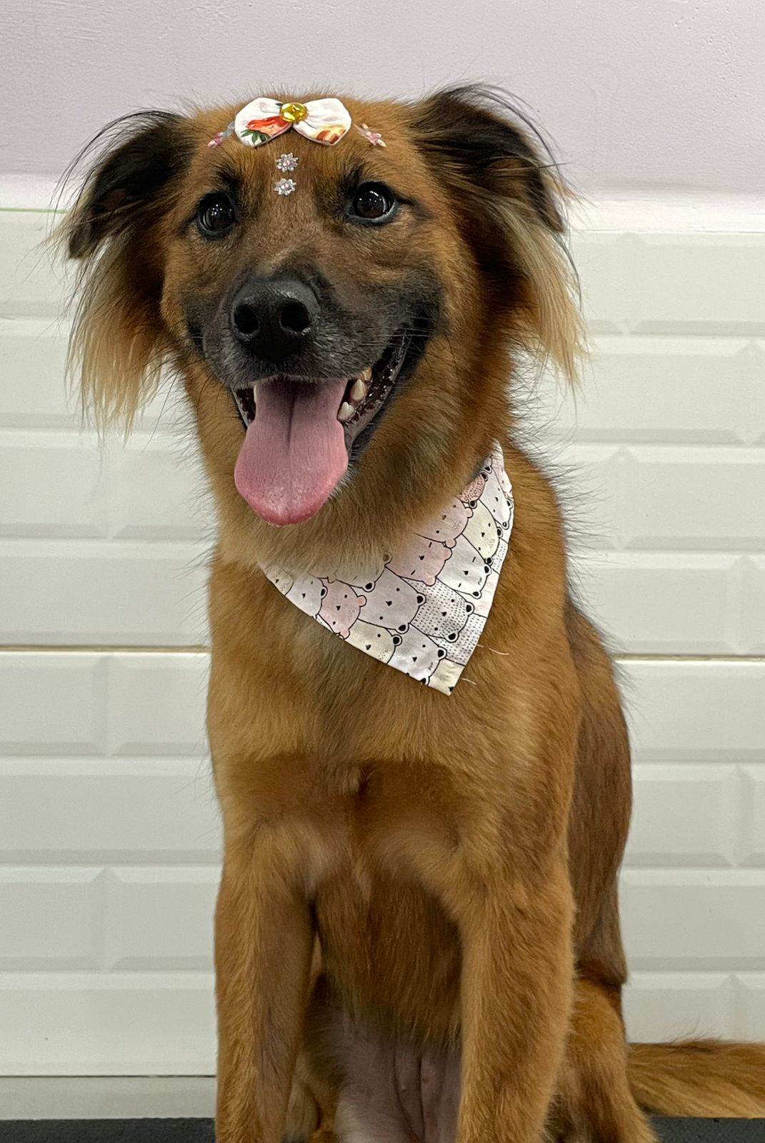 Foto do dia 13/03/2026 13:25  na clínica Animal House