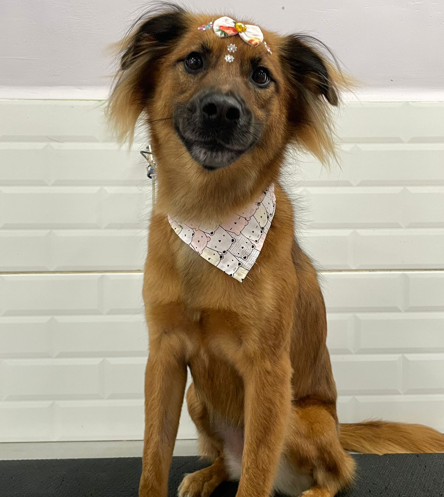 Foto do dia 13/03/2026 13:25  na clínica Animal House