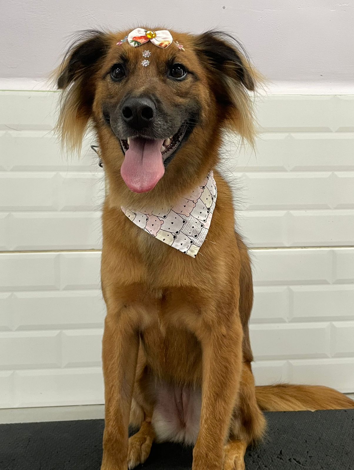 Foto do dia 13/03/2026 13:25  na clínica Animal House