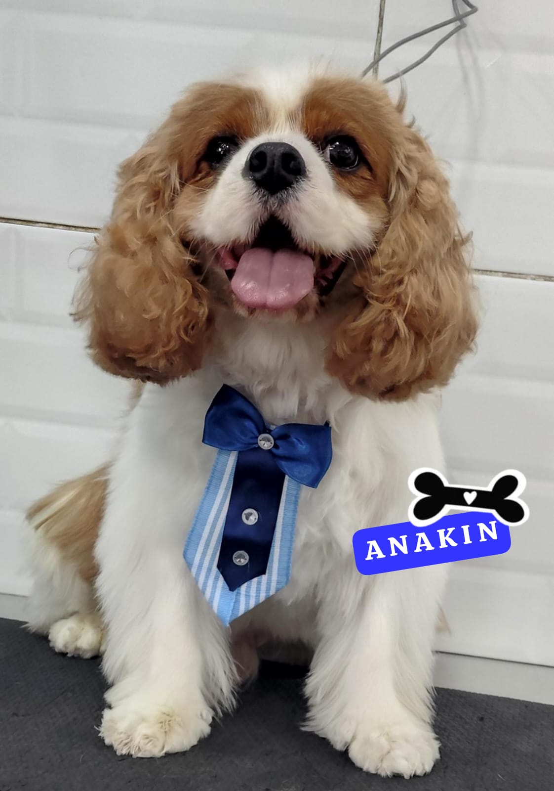 Foto do dia 13/03/2026 14:42  na clínica Animal House