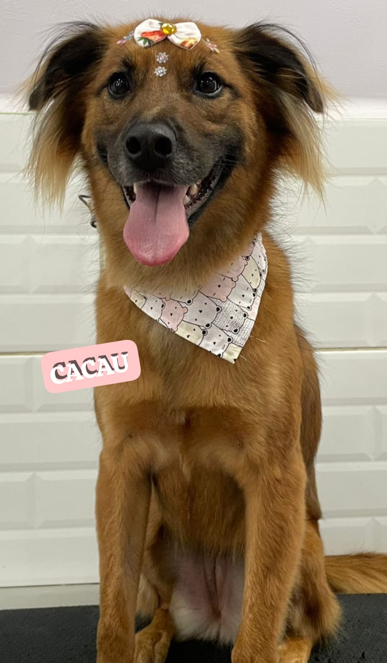 Foto do dia 13/03/2026 20:38  na clínica Animal House