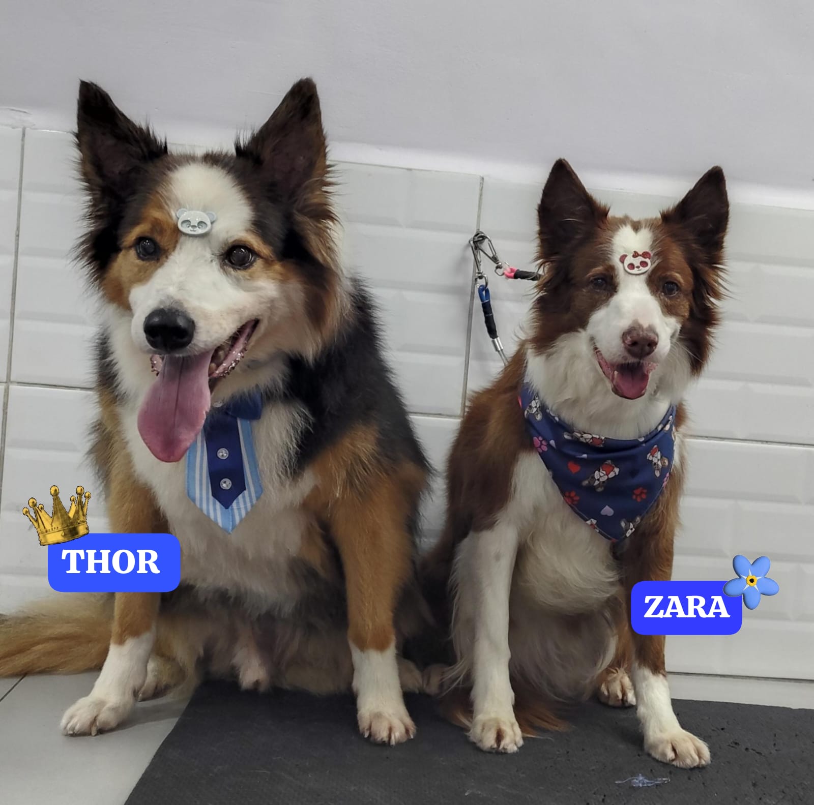 Foto do dia 13/03/2026 20:38  na clínica Animal House