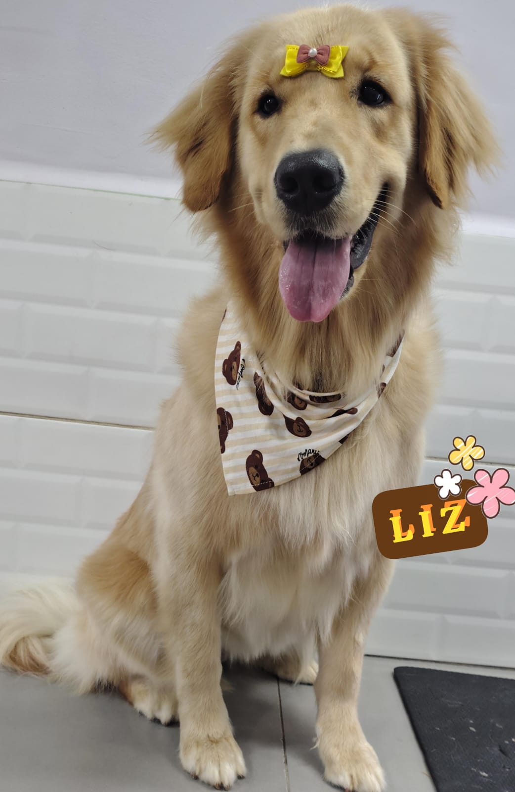 Foto do dia 16/03/2026 18:18  na clínica Animal House