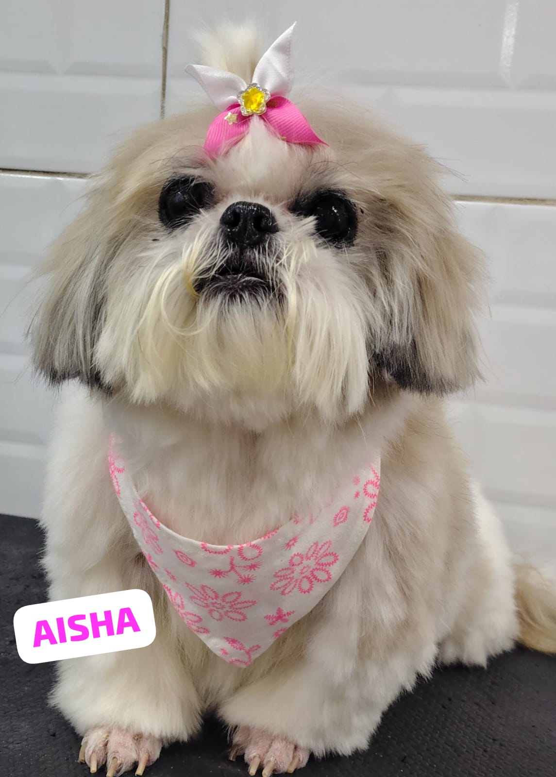 Foto do dia 17/03/2026 14:15  na clínica Animal House