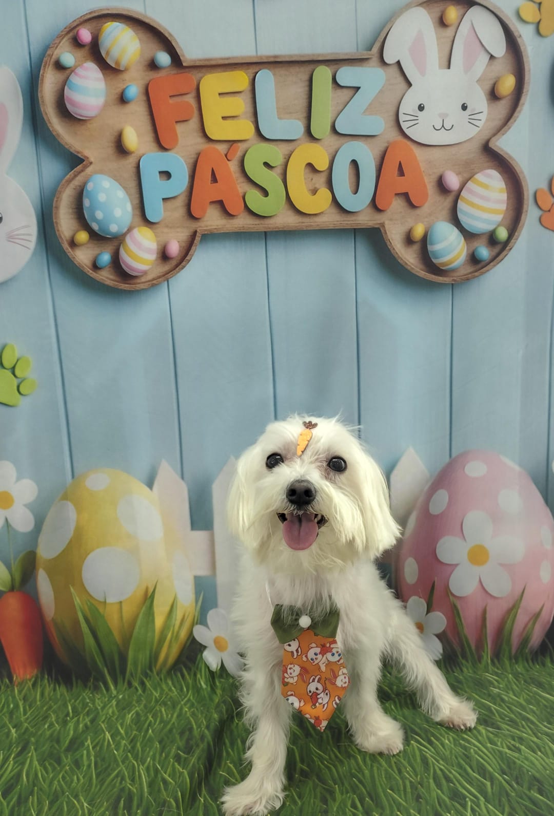 Foto do dia 20/03/2026 10:55  na clínica Animal House