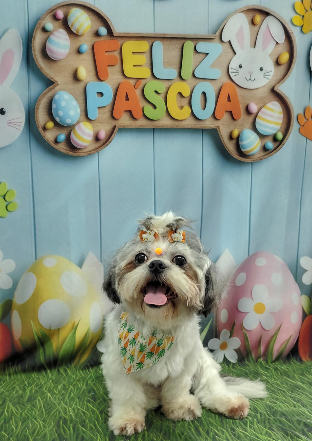 Foto do dia 25/03/2026 16:02  na clínica Animal House