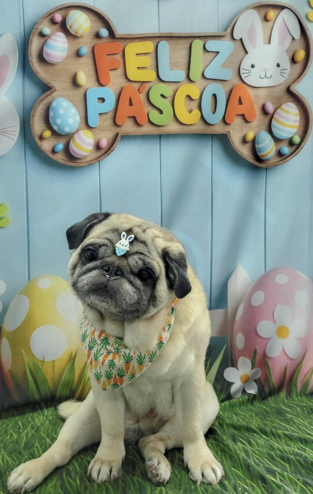 Foto do dia 26/03/2026 15:34  na clínica Animal House