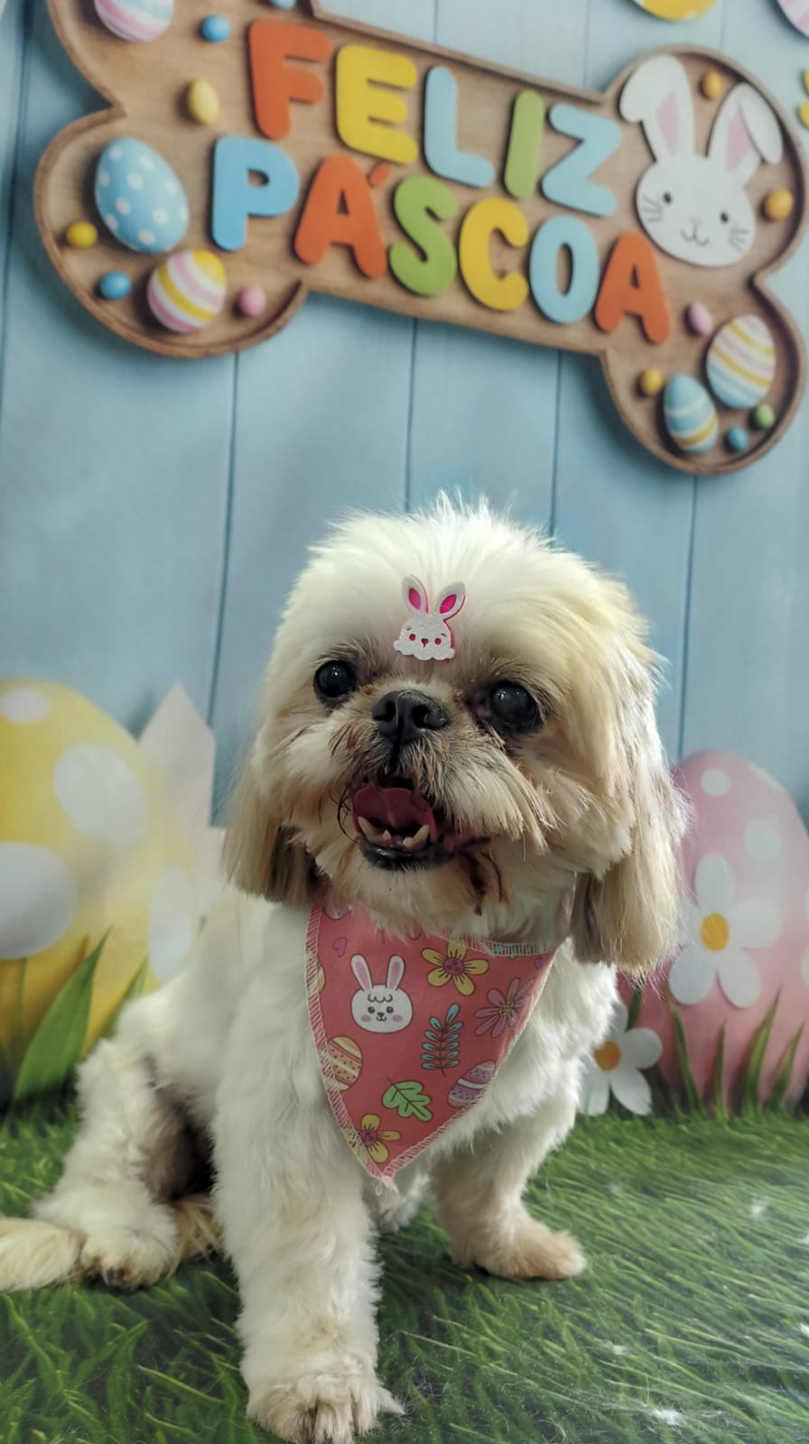 Foto do dia 27/03/2026 12:04  na clínica Animal House