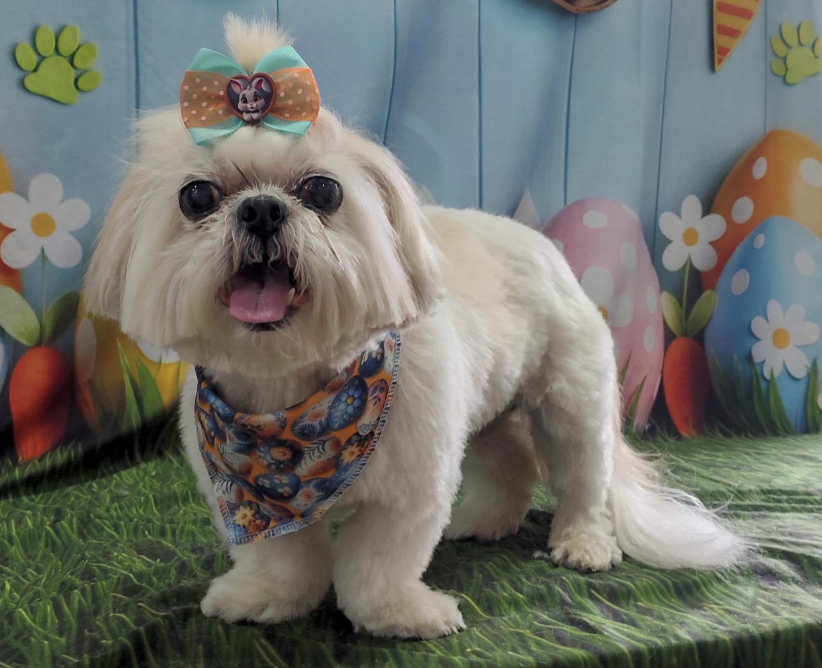 Foto do dia 30/03/2026 15:32  na clínica Animal House