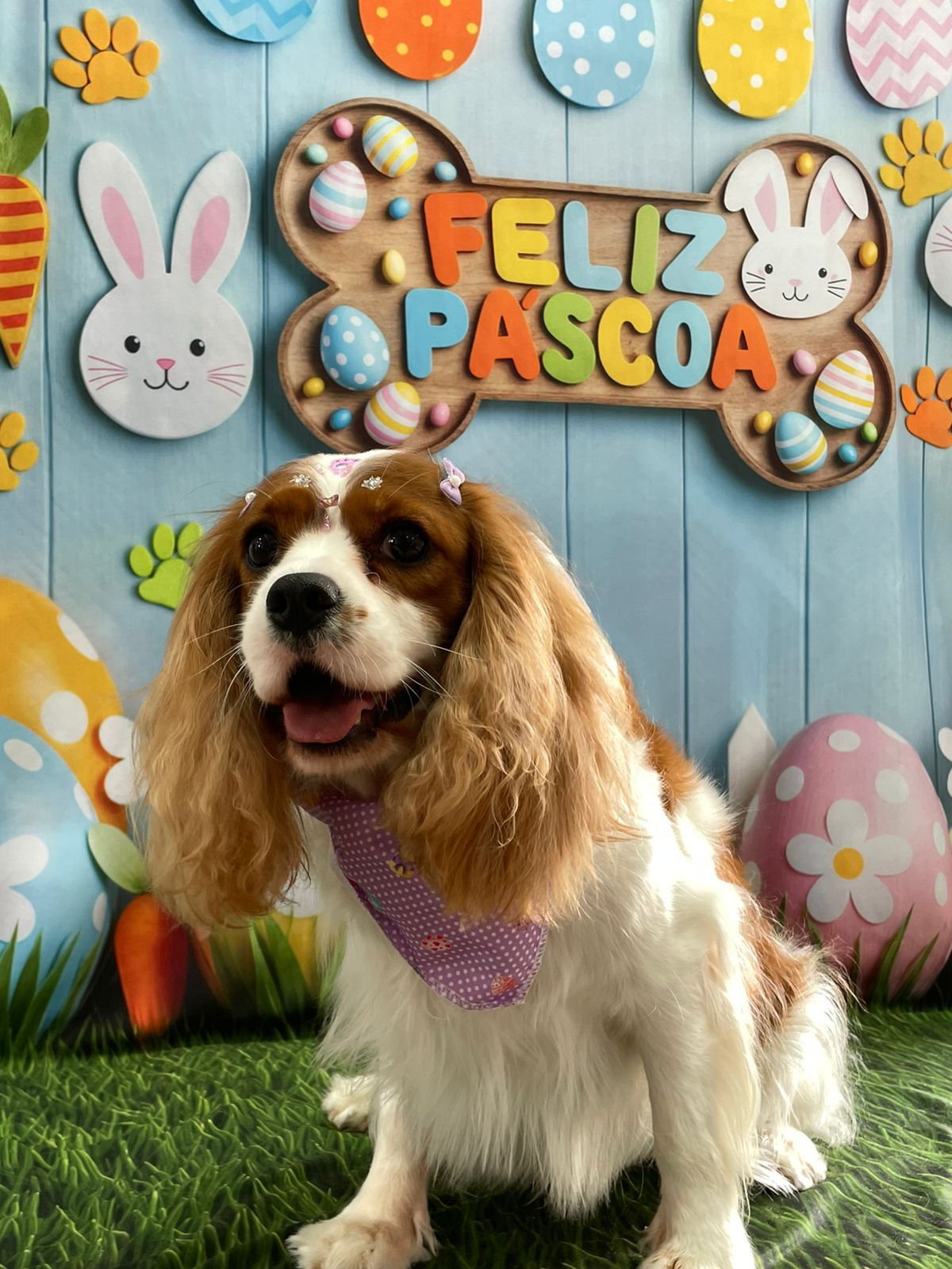 Foto do dia 30/03/2026 15:32  na clínica Animal House