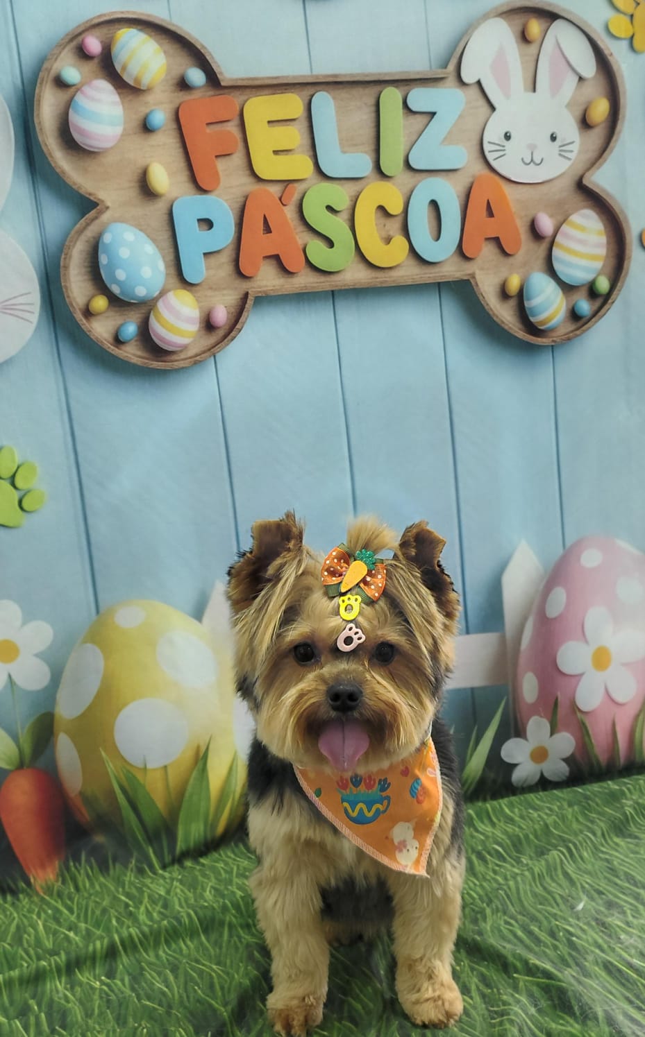 Foto do dia 30/03/2026 16:49  na clínica Animal House