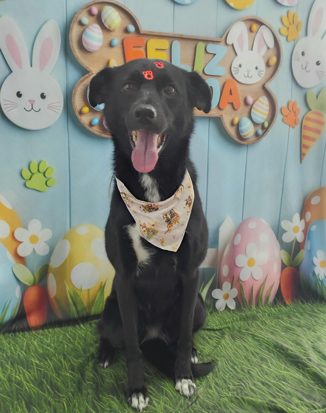 Foto do dia 31/03/2026 12:10  na clínica Animal House