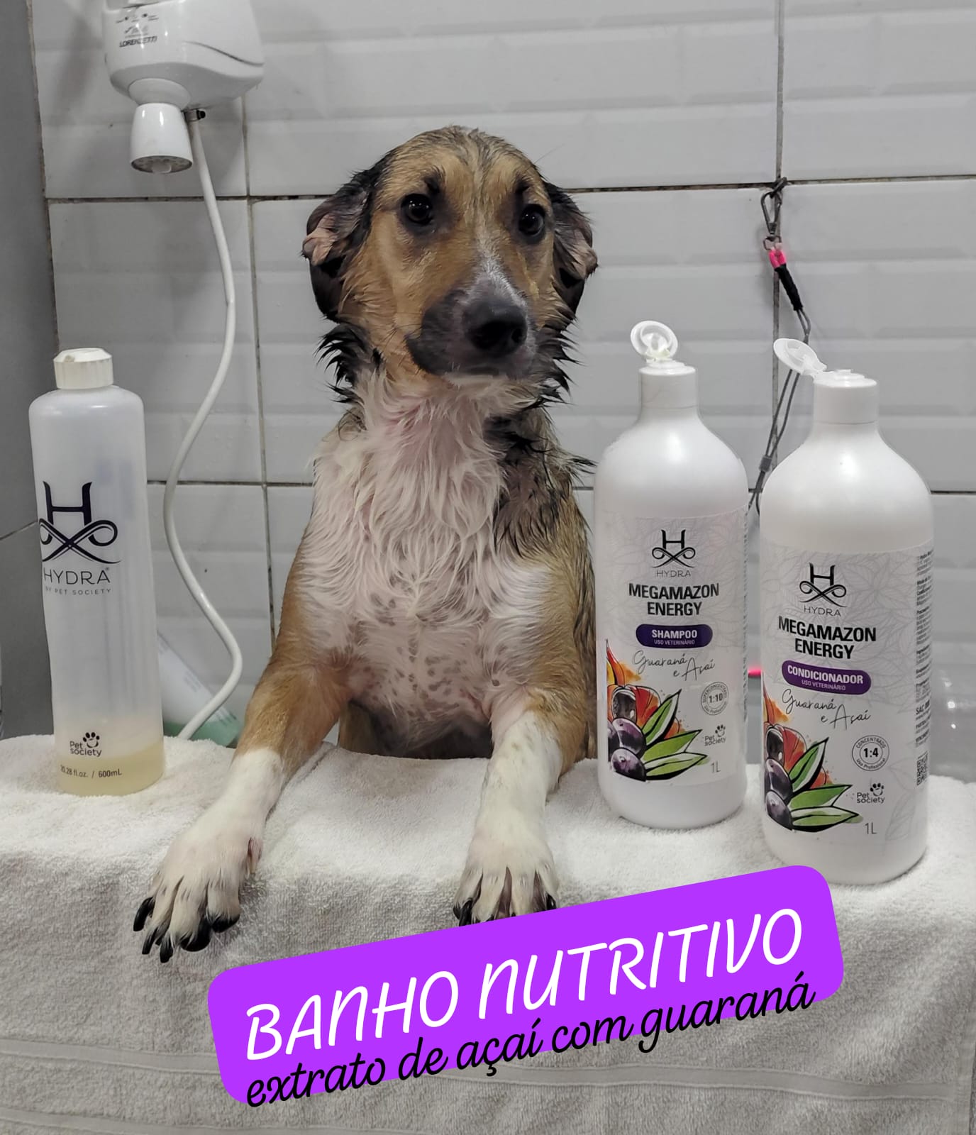 Foto do dia 01/04/2026 17:29  na clínica Animal House