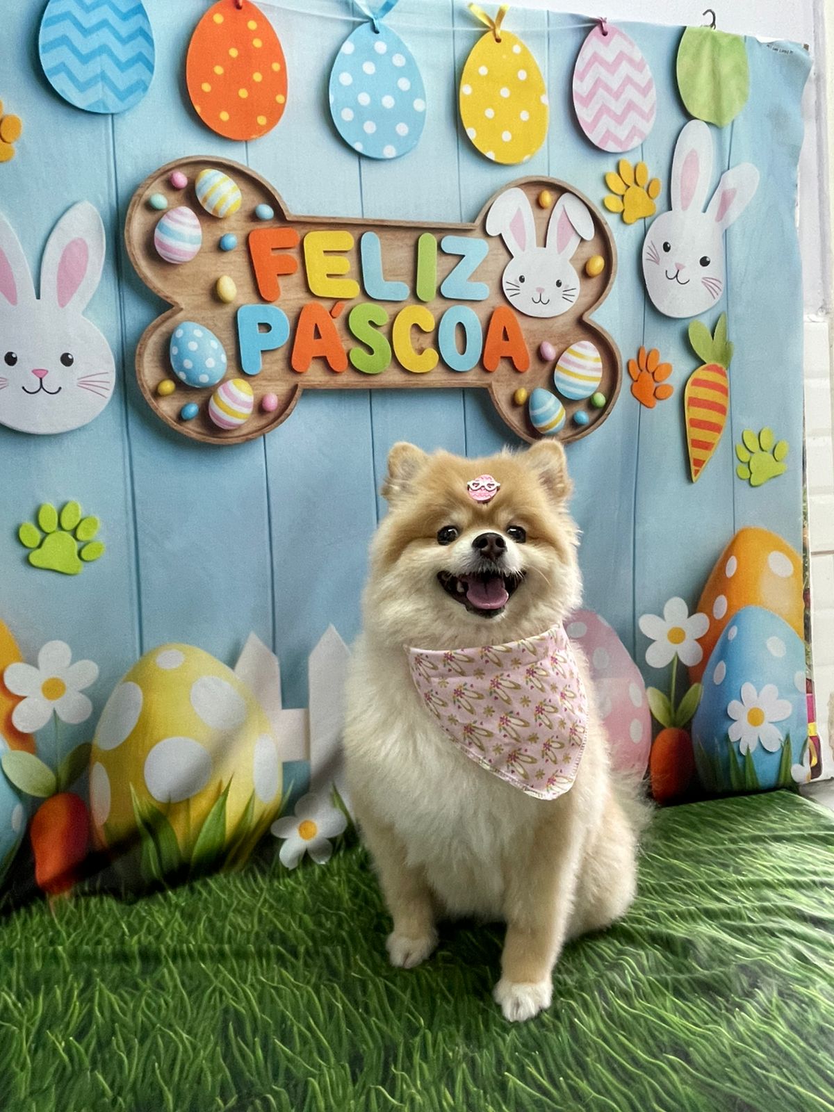 Foto do dia 01/04/2026 18:47  na clínica Animal House