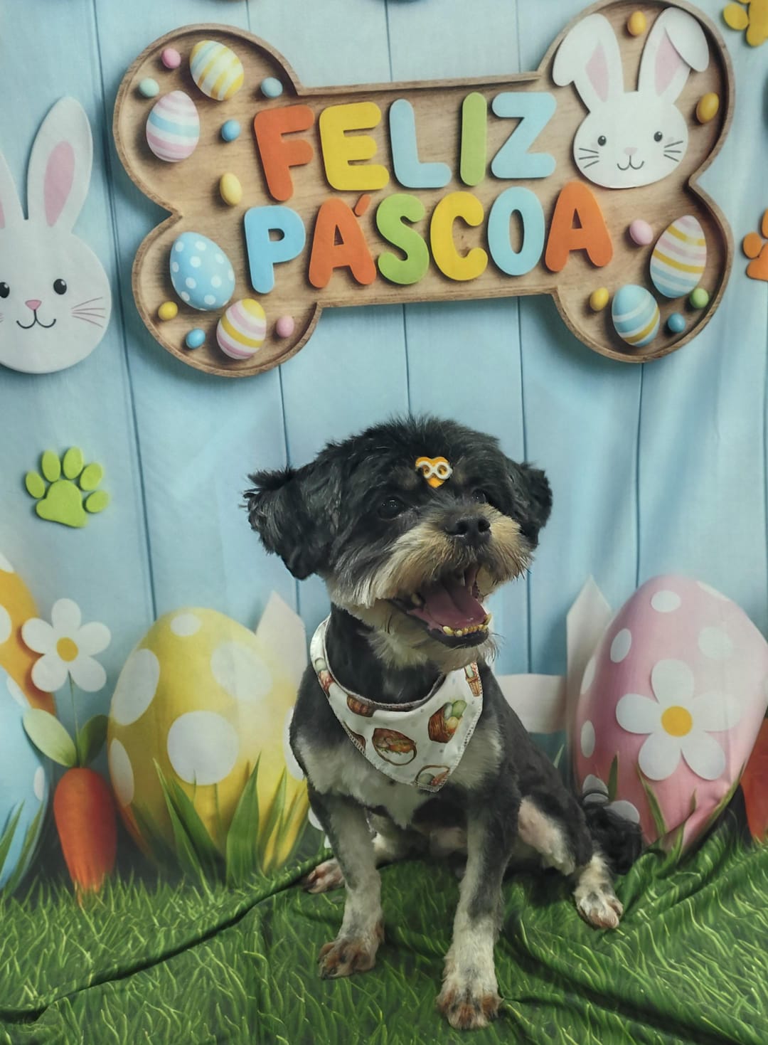 Foto do dia 01/04/2026 20:34  na clínica Animal House