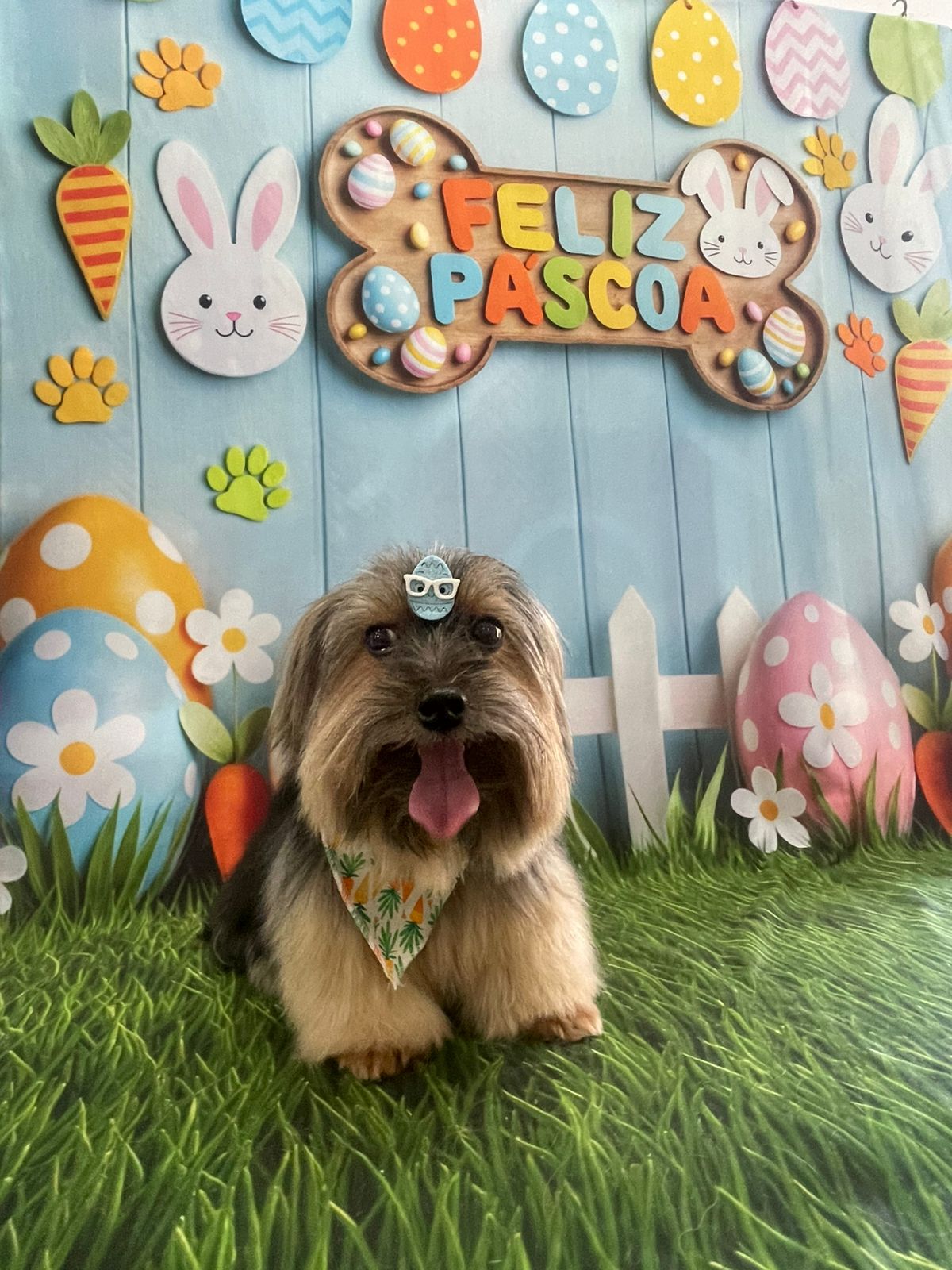 Foto do dia 01/04/2026 20:50  na clínica Animal House