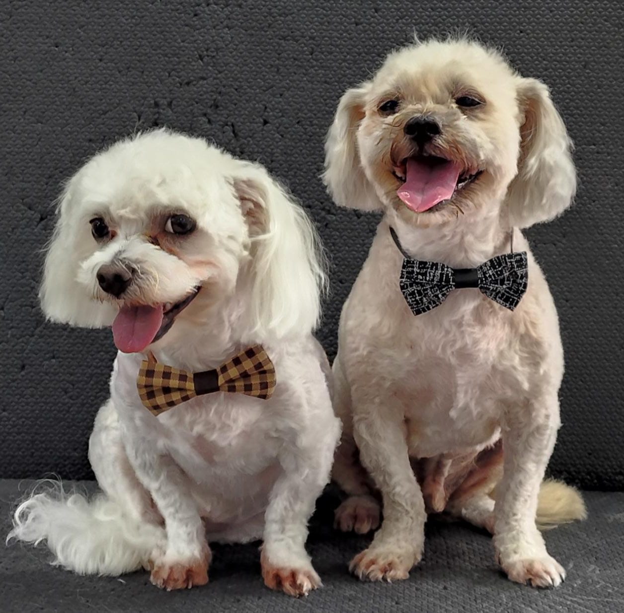 Foto do dia 09/04/2026 17:48  na clínica Animal House