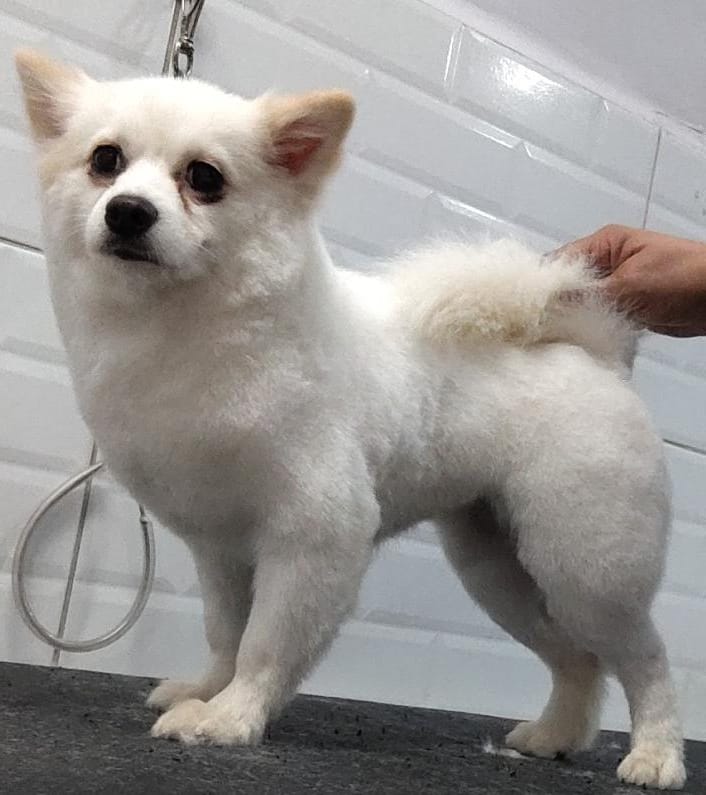 Foto do dia 09/04/2026 19:17  na clínica Animal House