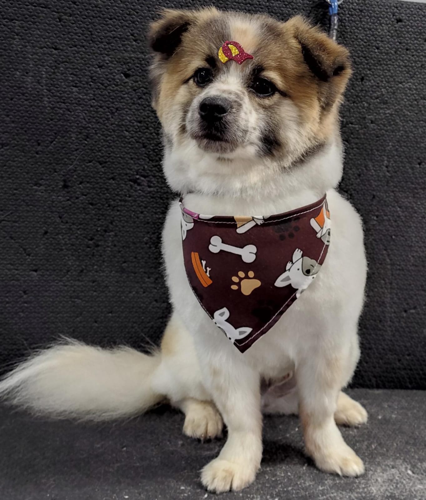 Foto do dia 09/04/2026 21:30  na clínica Animal House