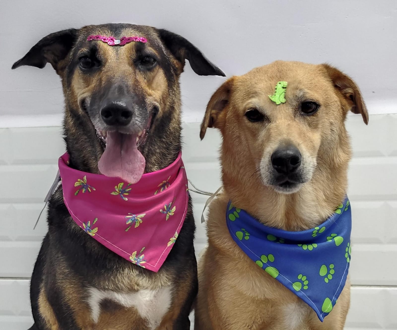 Foto do dia 10/04/2026 17:30  na clínica Animal House