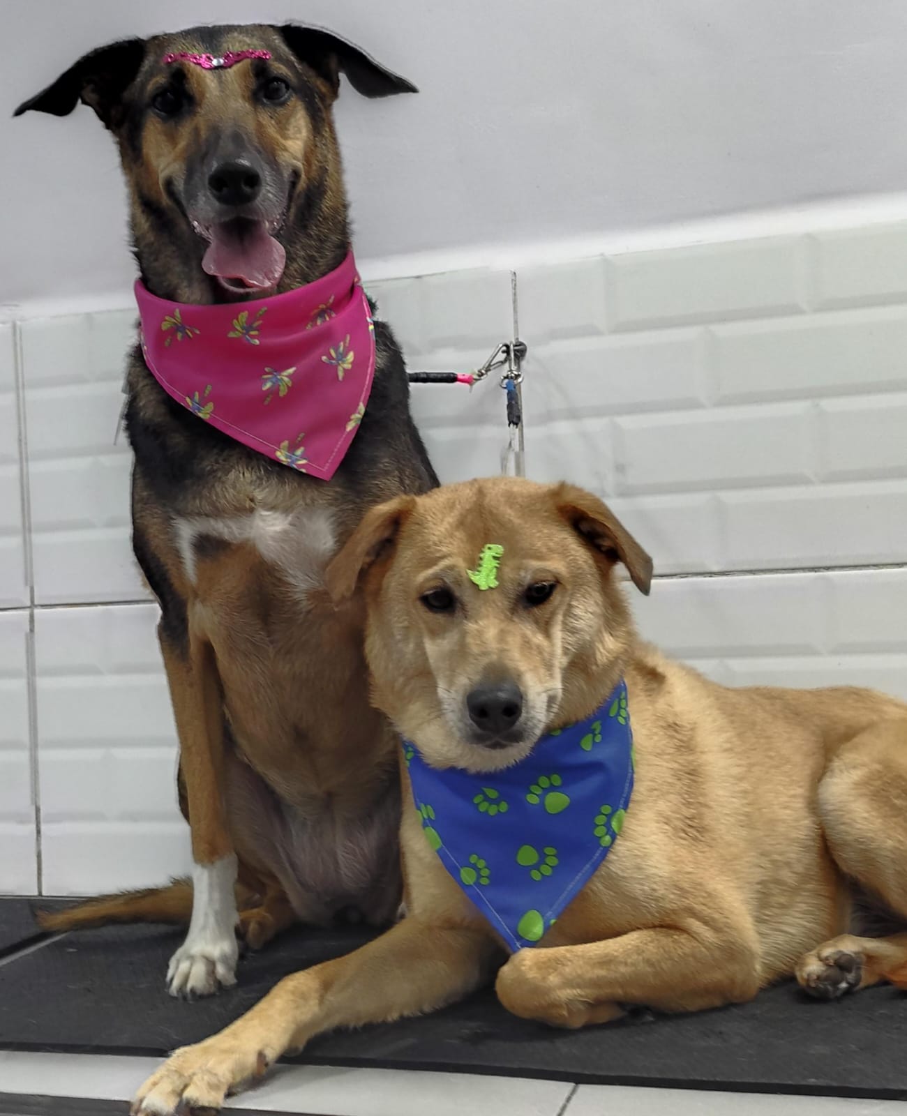 Foto do dia 10/04/2026 17:30  na clínica Animal House