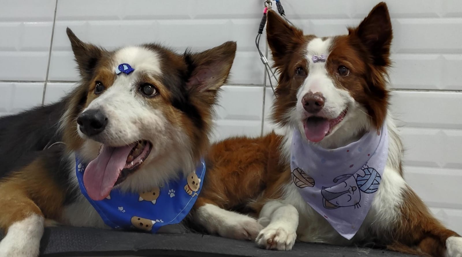 Foto do dia 10/04/2026 18:37  na clínica Animal House