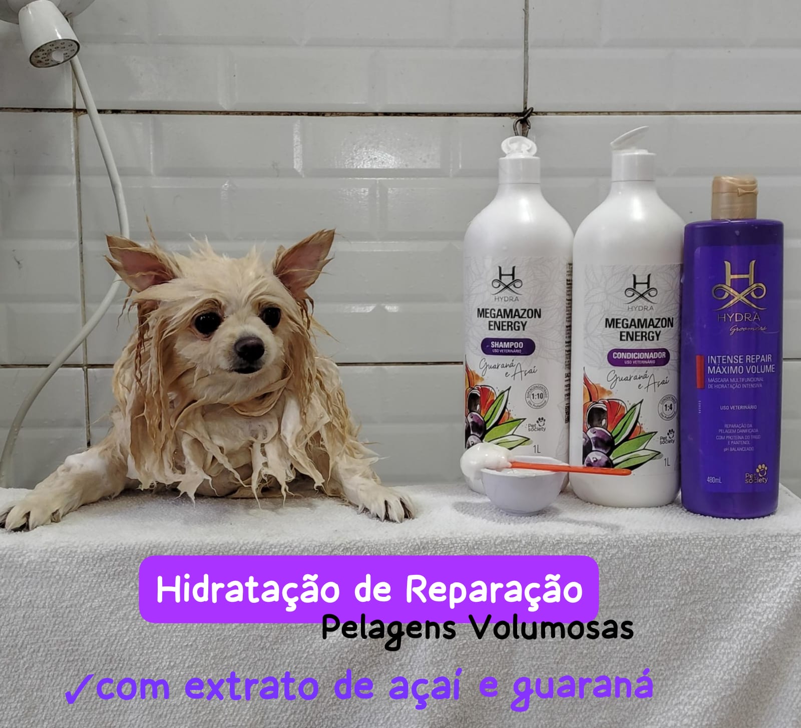 Foto do dia 11/04/2026 15:52  na clínica Animal House