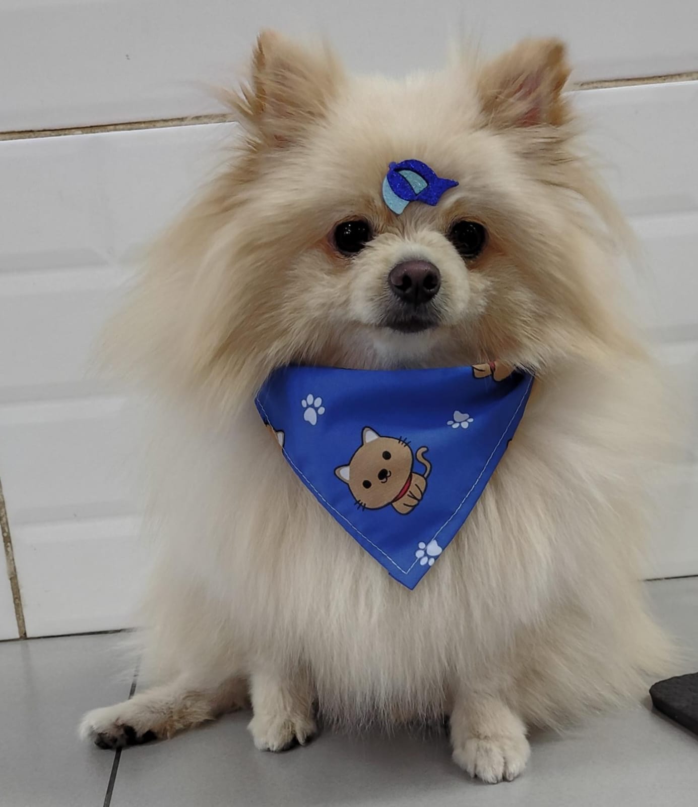 Foto do dia 11/04/2026 15:52  na clínica Animal House