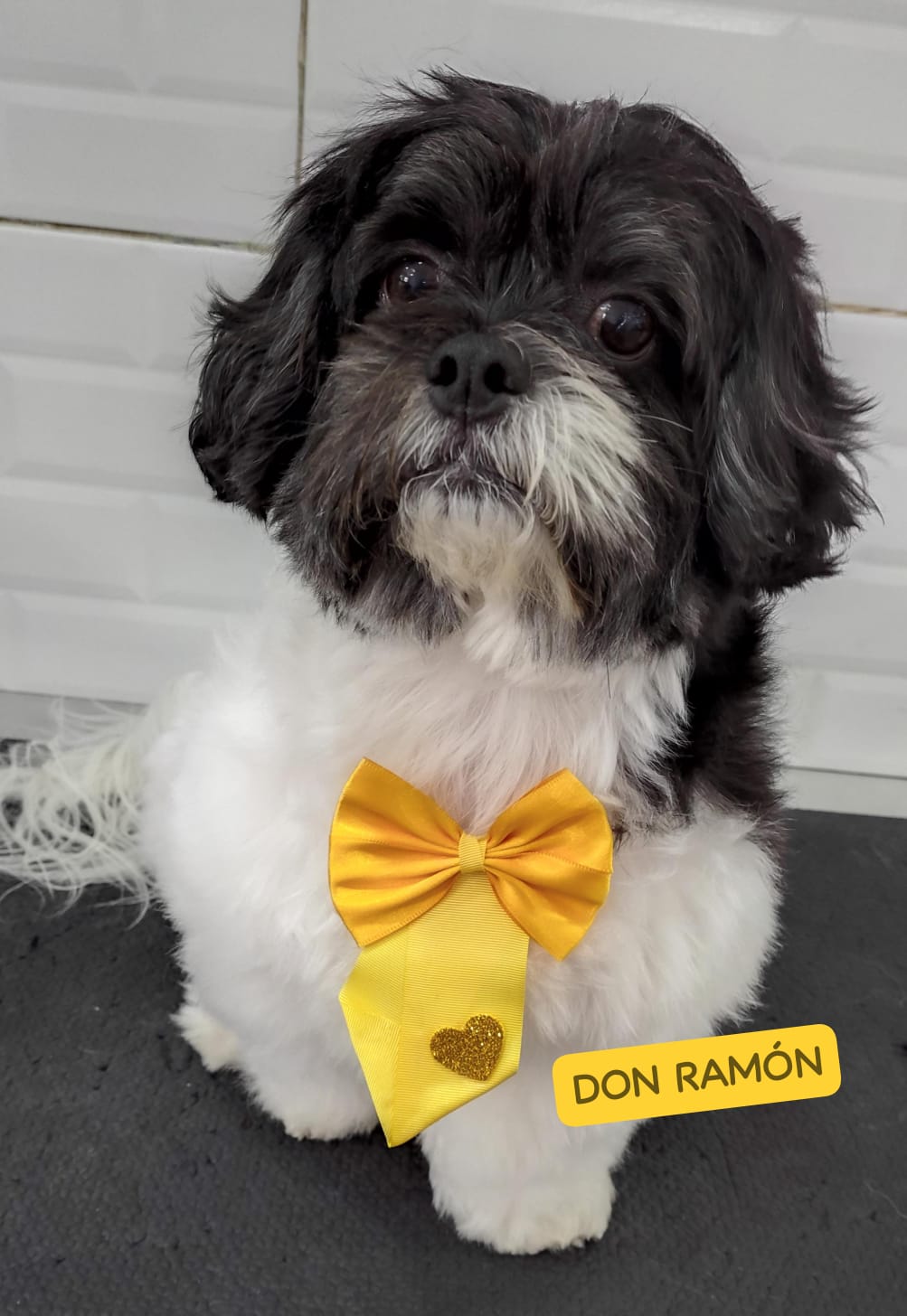 Foto do dia 13/04/2026 14:32  na clínica Animal House