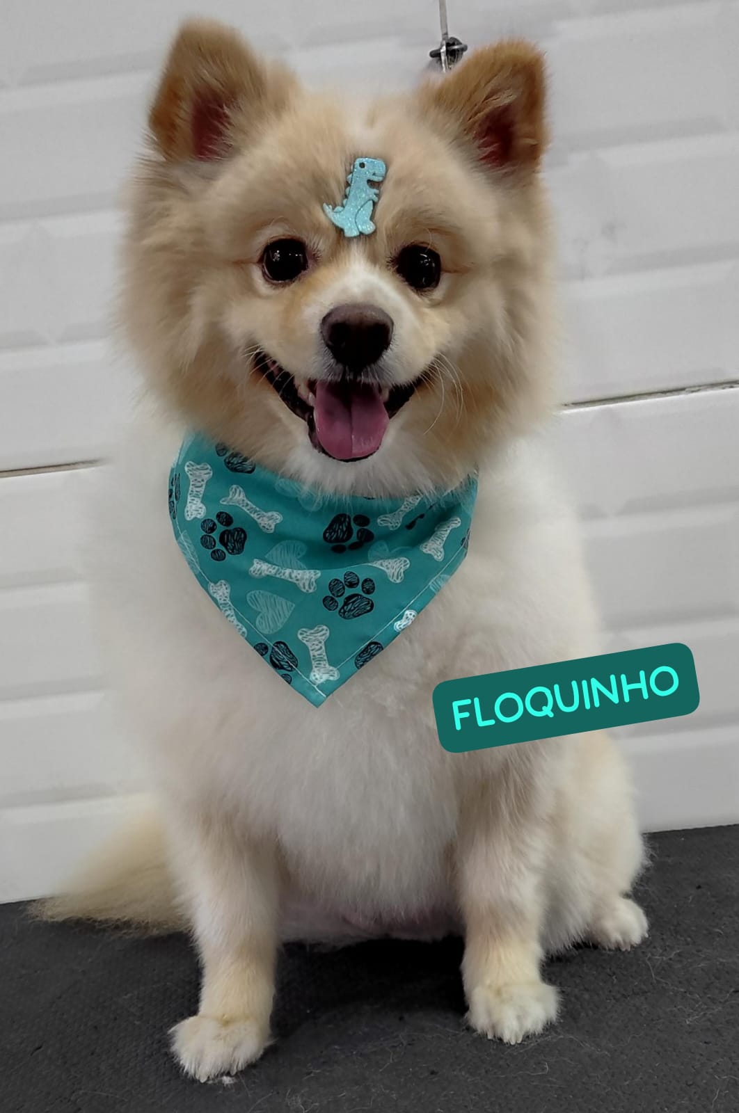 Foto do dia 13/04/2026 16:16  na clínica Animal House