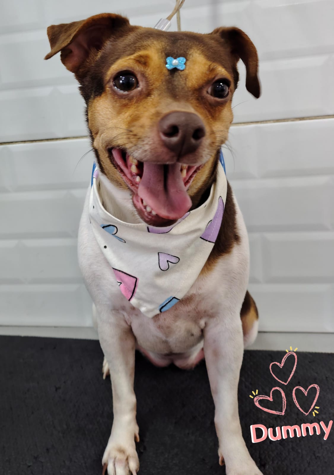 Foto do dia 14/04/2026 17:08  na clínica Animal House