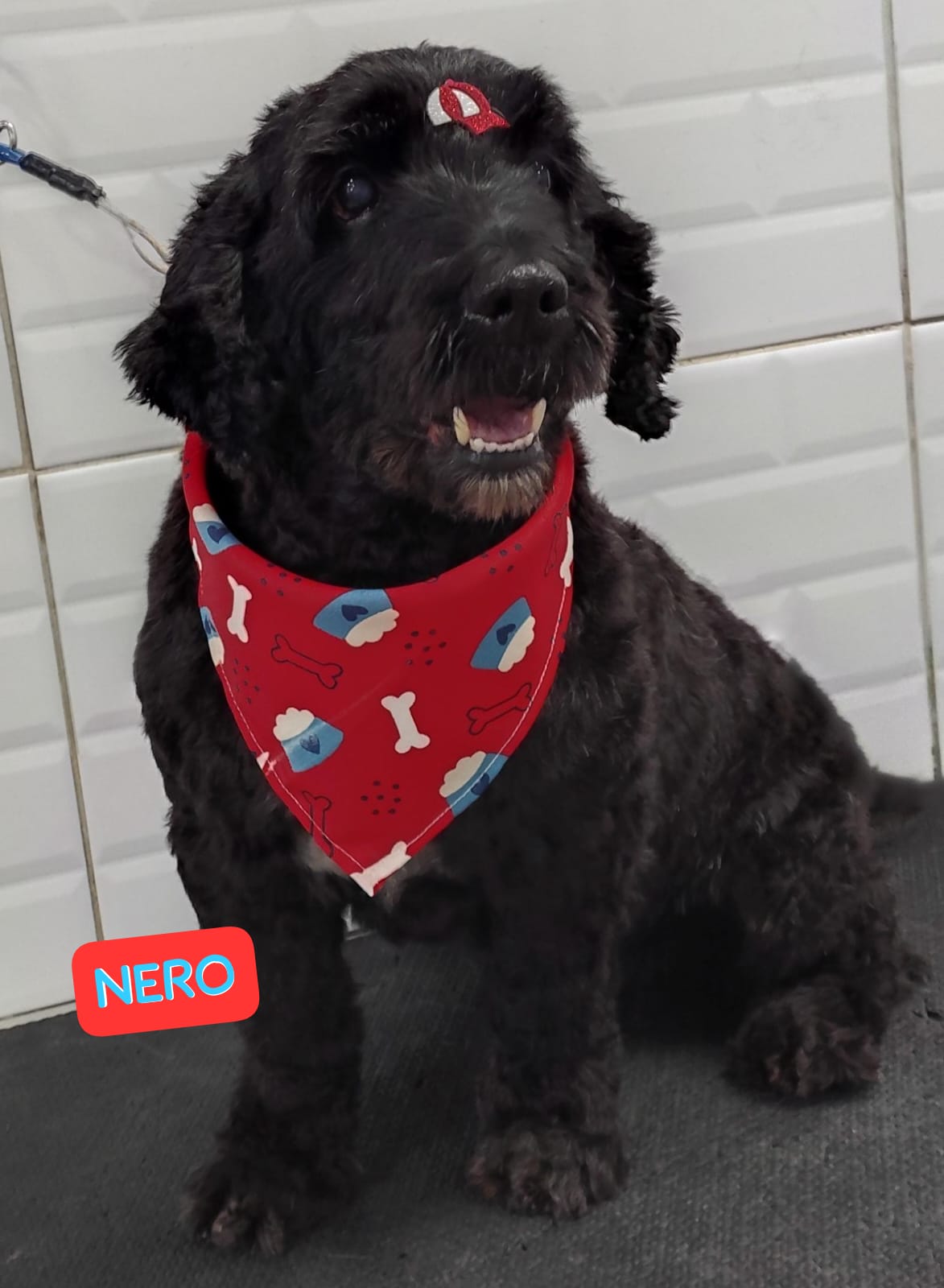 Foto do dia 14/04/2026 17:08  na clínica Animal House