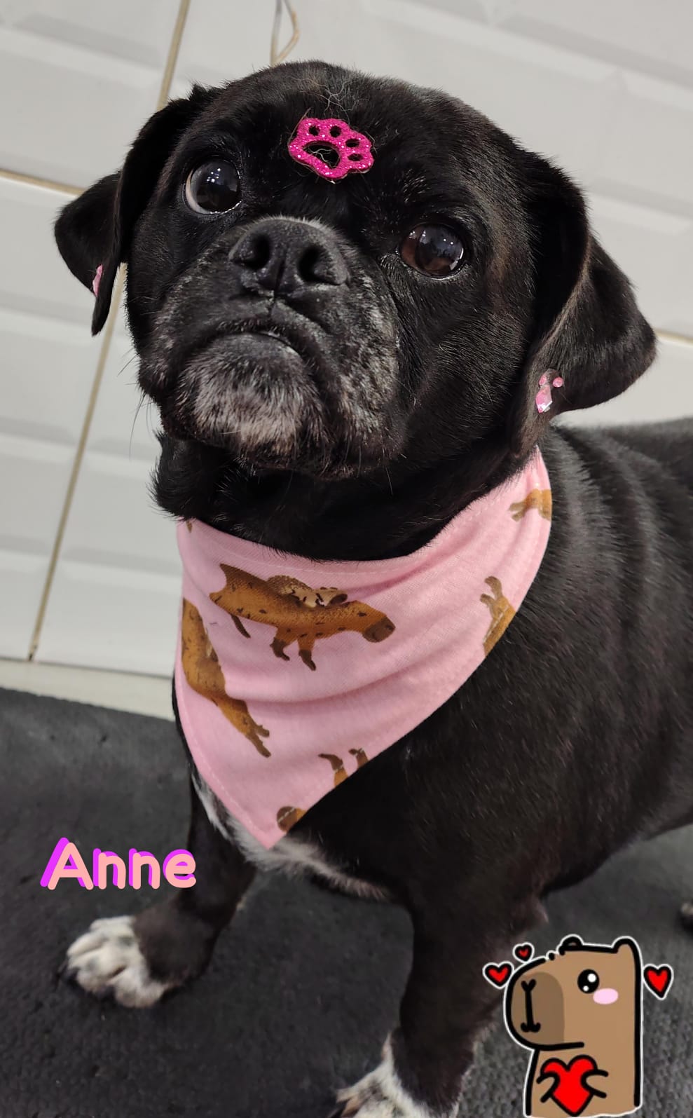 Foto do dia 14/04/2026 17:08  na clínica Animal House