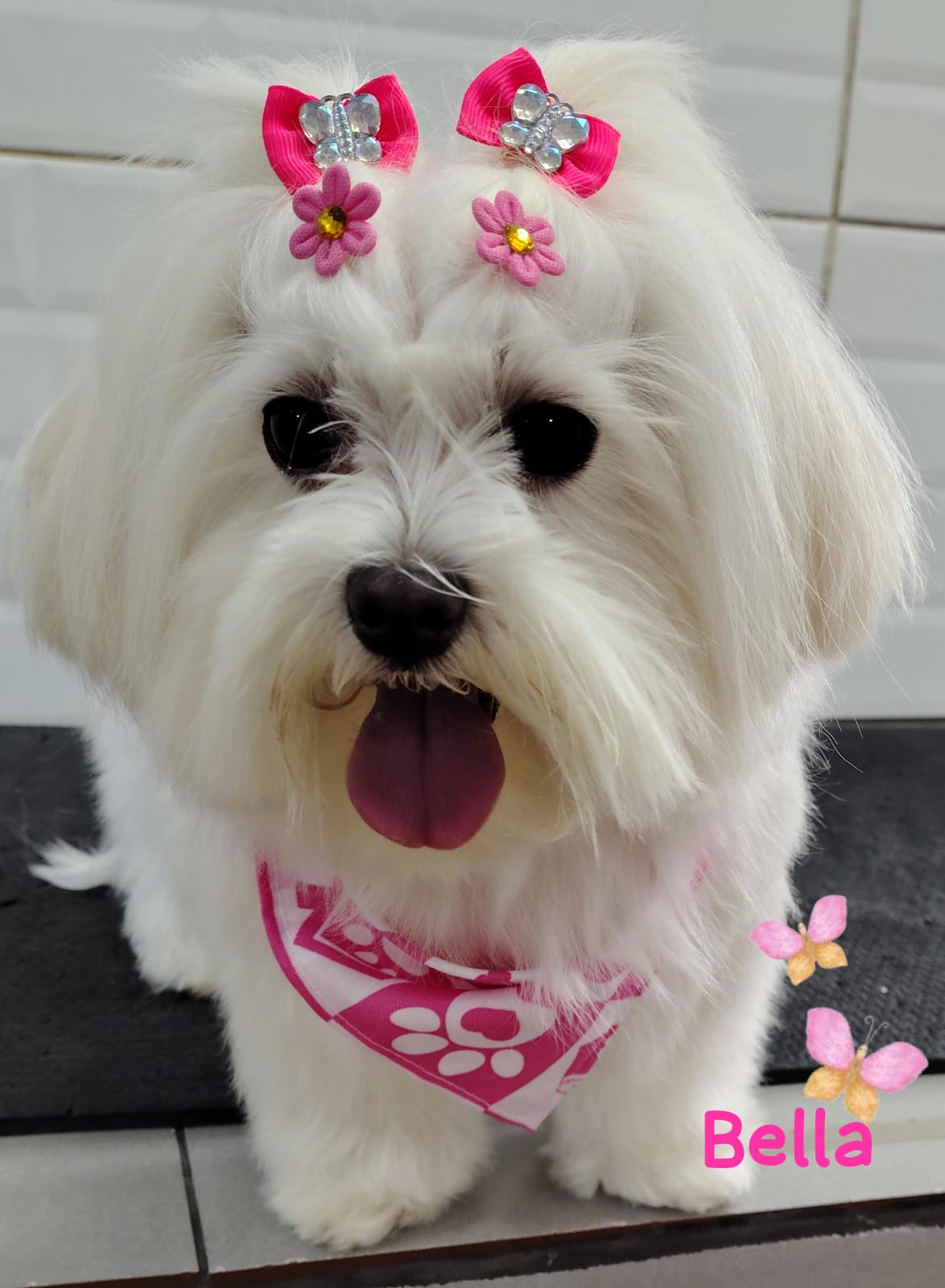 Foto do dia 14/04/2026 17:08  na clínica Animal House