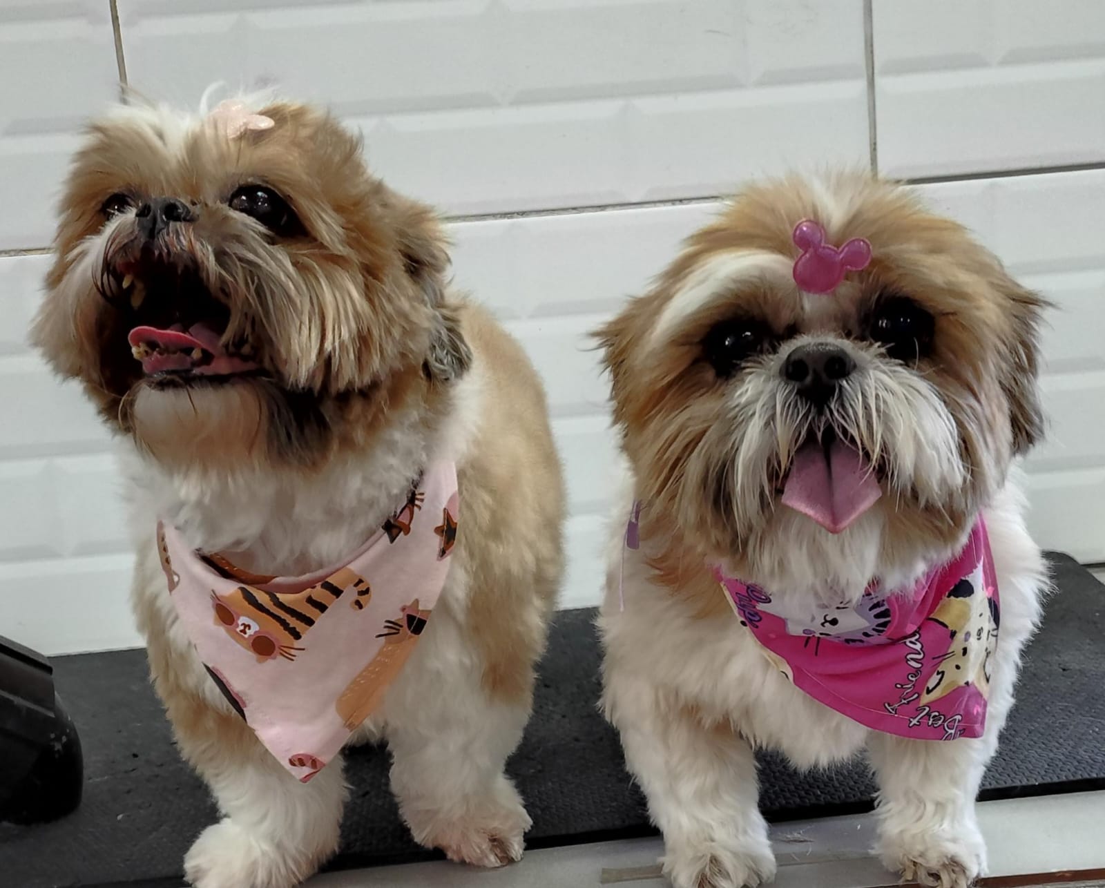 Foto do dia 14/04/2026 17:08  na clínica Animal House