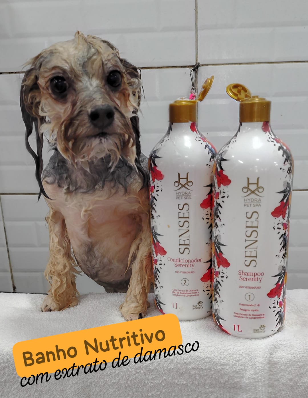 Foto do dia 14/04/2026 17:08  na clínica Animal House