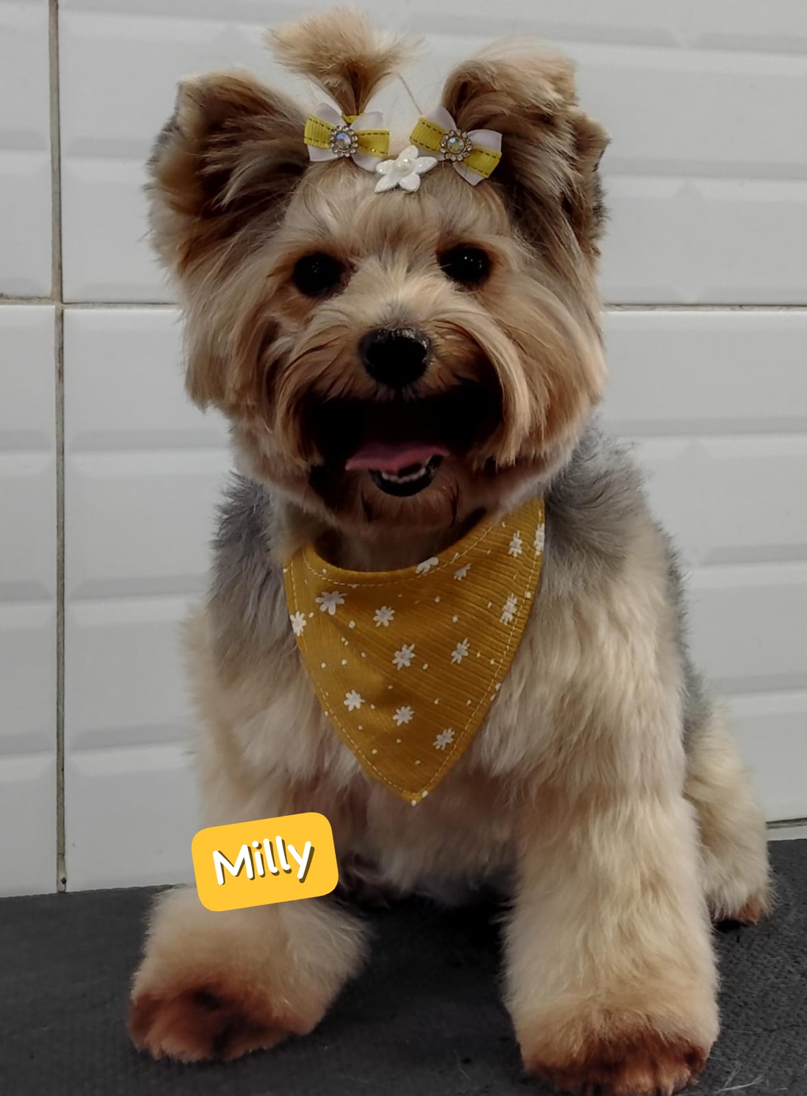 Foto do dia 15/04/2026 10:52  na clínica Animal House