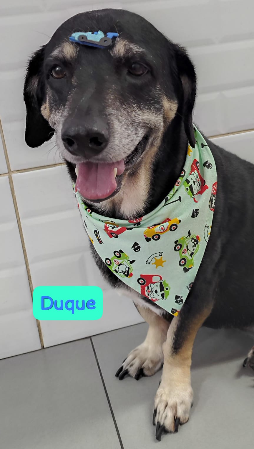 Foto do dia 15/04/2026 11:55  na clínica Animal House