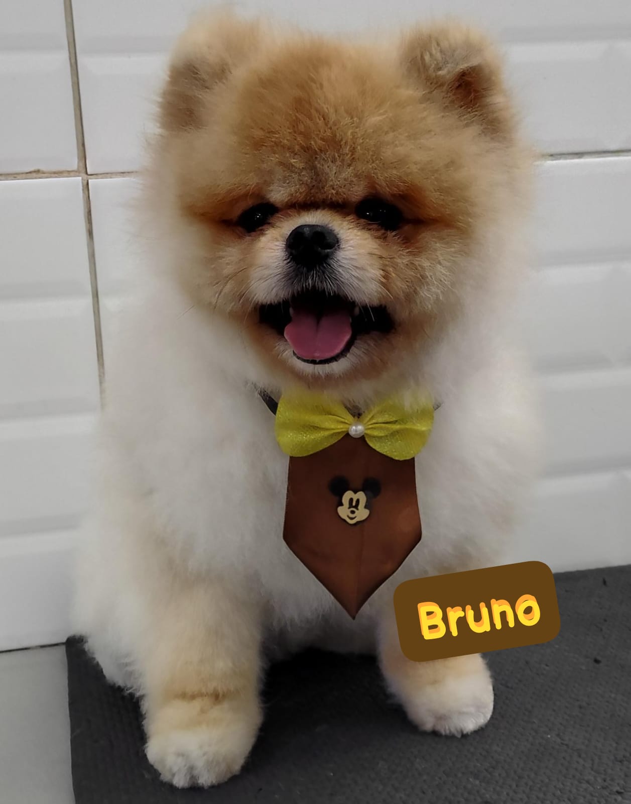 Foto do dia 15/04/2026 12:53  na clínica Animal House