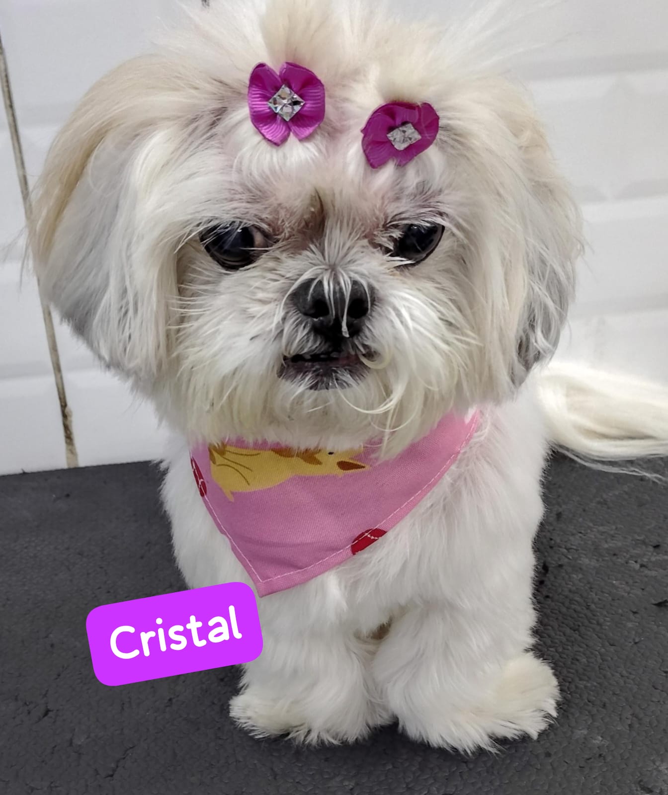 Foto do dia 15/04/2026 18:13  na clínica Animal House