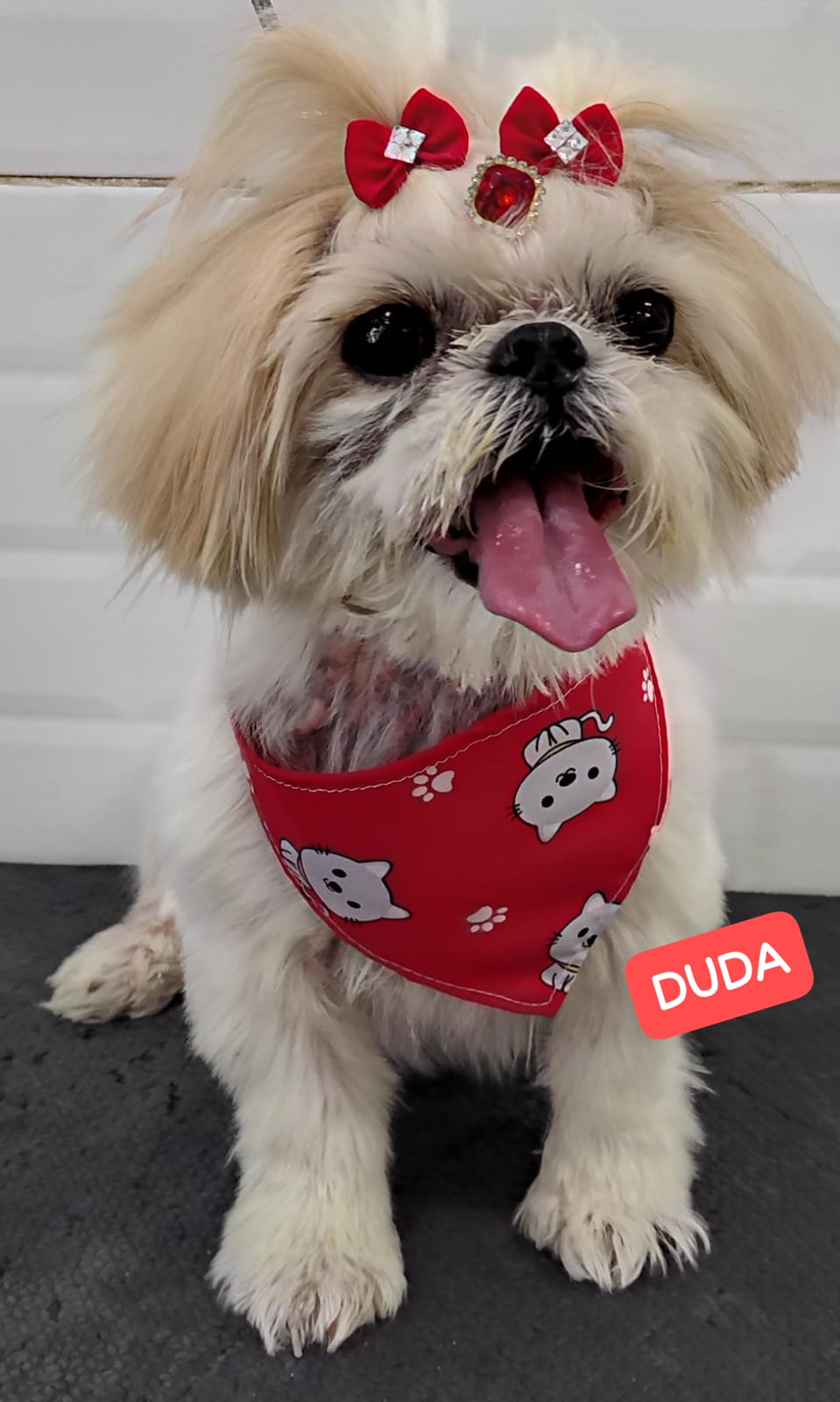 Foto do dia 16/04/2026 10:49  na clínica Animal House