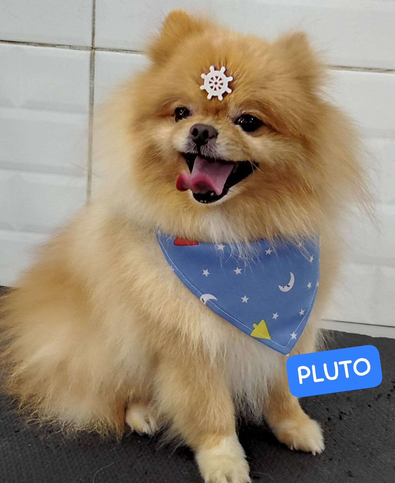 Foto do dia 16/04/2026 15:26  na clínica Animal House