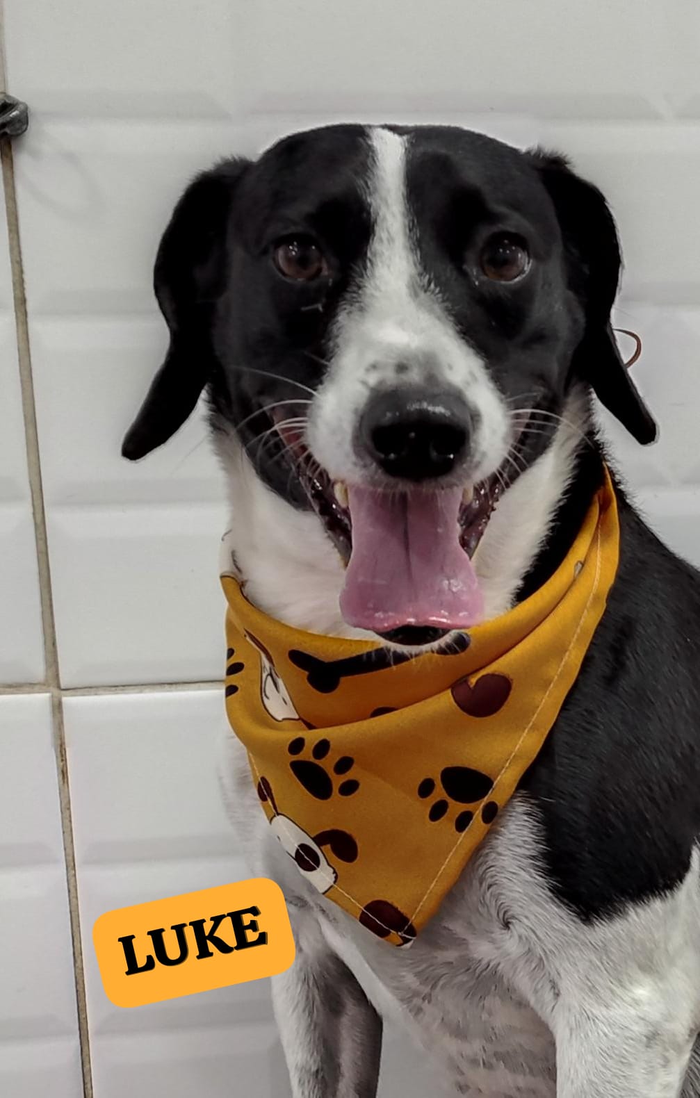 Foto do dia 16/04/2026 17:19  na clínica Animal House