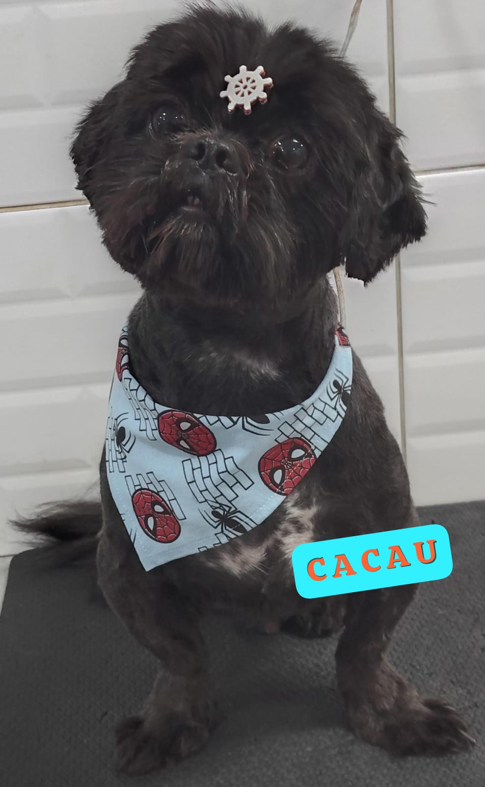 Foto do dia 16/04/2026 18:09  na clínica Animal House