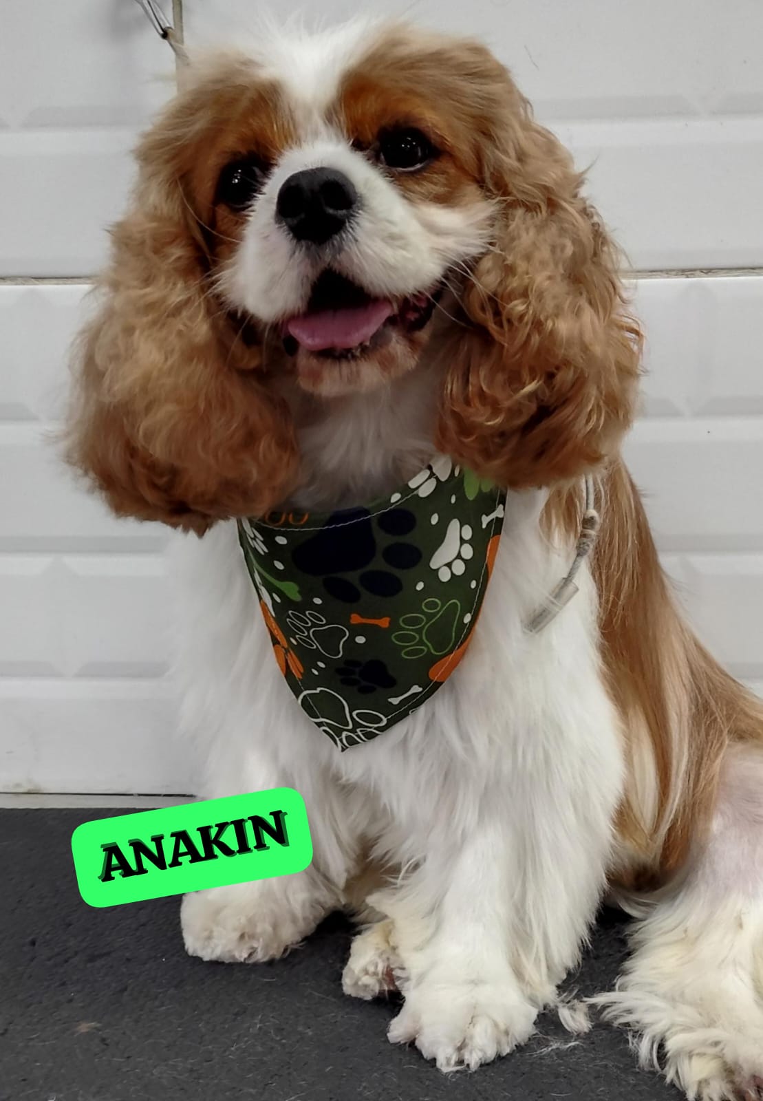 Foto do dia 17/04/2026 14:49  na clínica Animal House