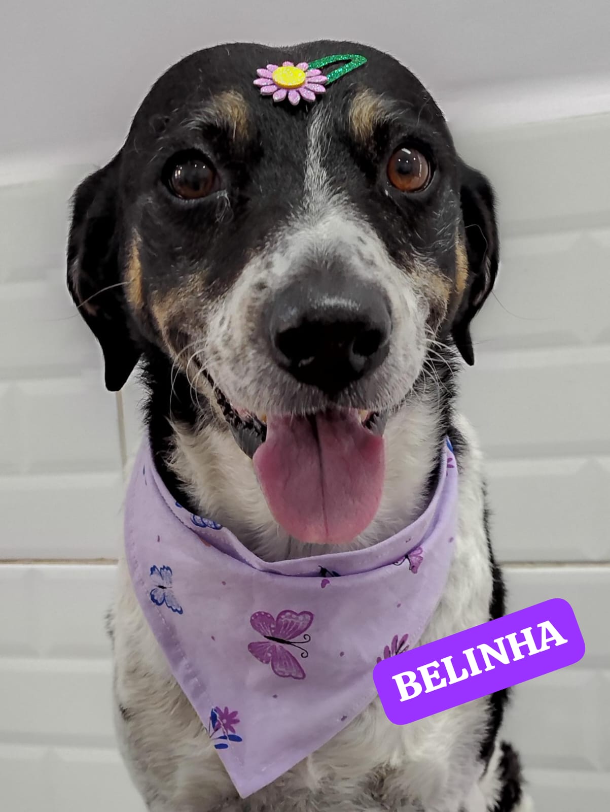 Foto do dia 17/04/2026 16:21  na clínica Animal House