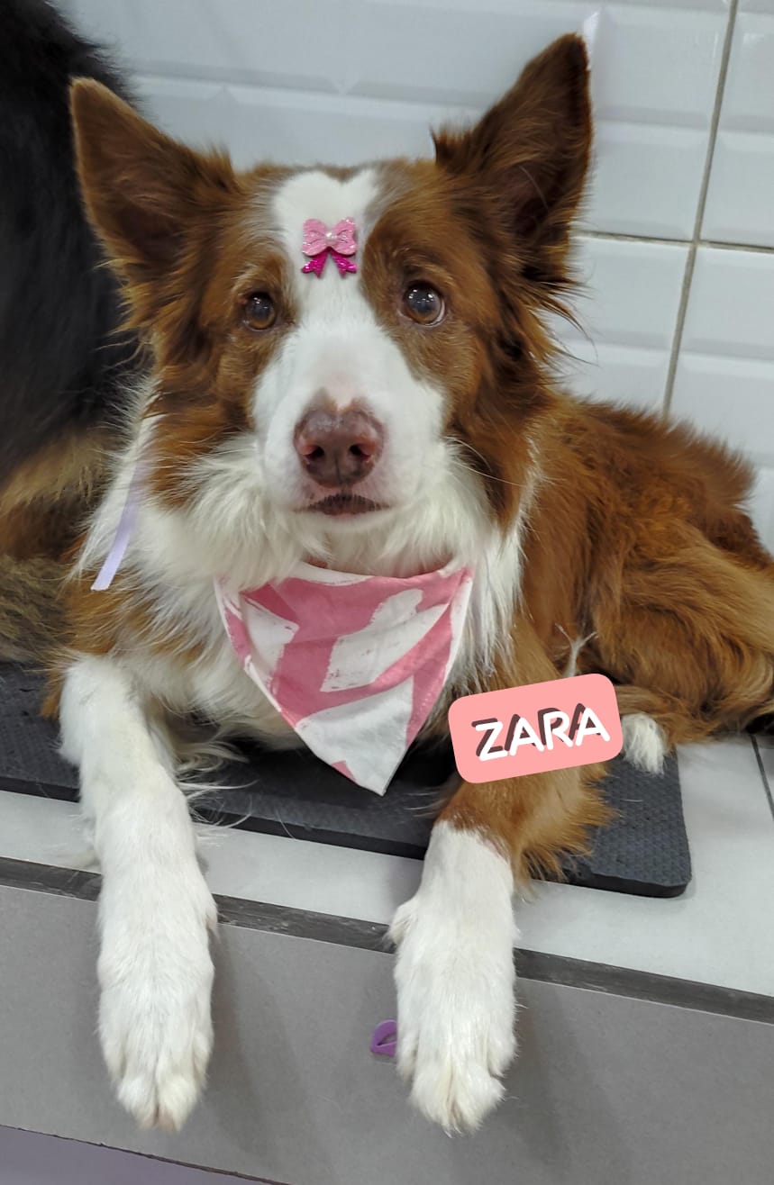 Foto do dia 17/04/2026 19:06  na clínica Animal House