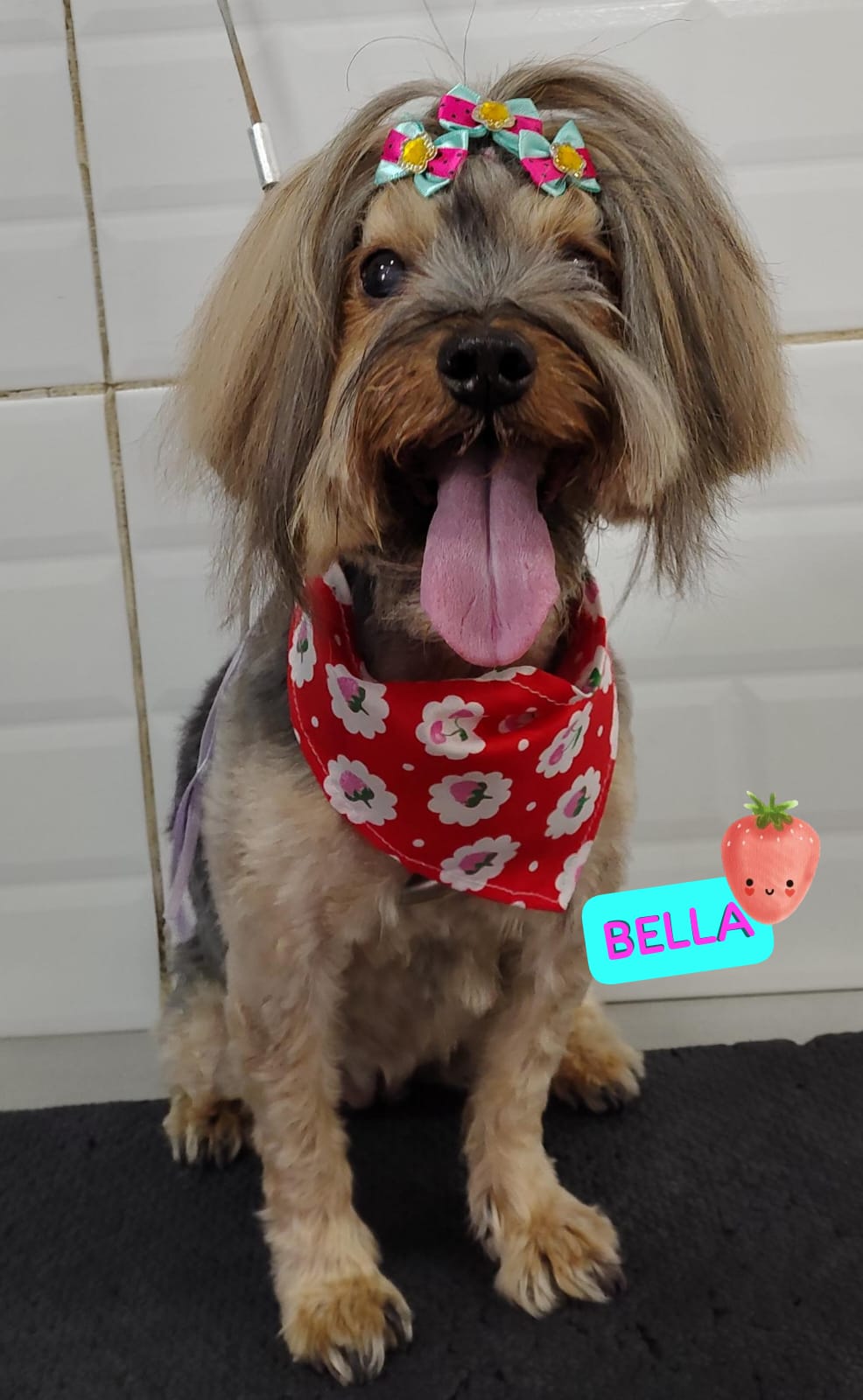 Foto do dia 18/04/2026 11:36  na clínica Animal House