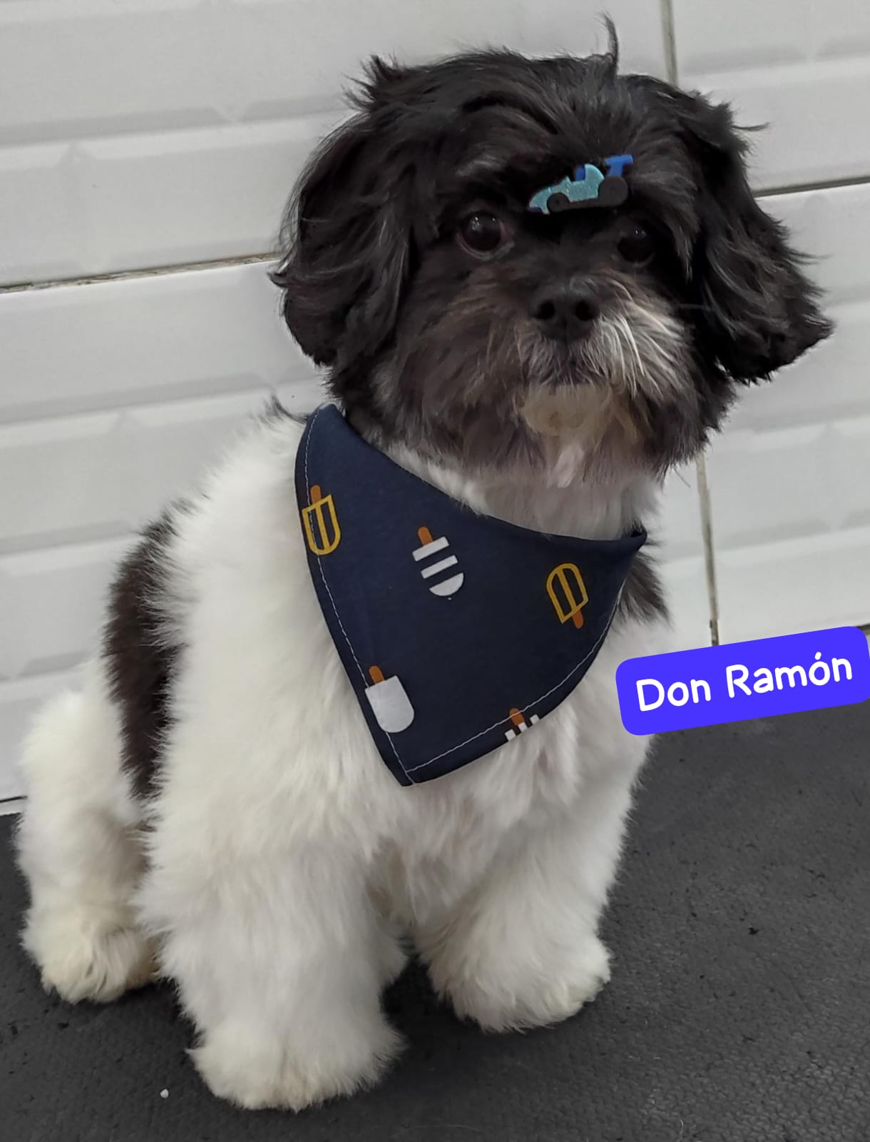 Foto do dia 20/04/2026 14:21  na clínica Animal House